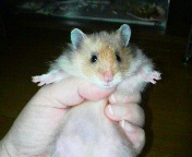^钆ɁH