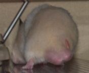 ́c